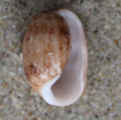 Bulla vernicosa