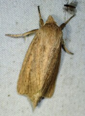 Globia oblonga