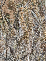 Artemisia californica