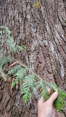 Heterobasidion annosum