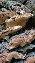 Heterobasidion annosum