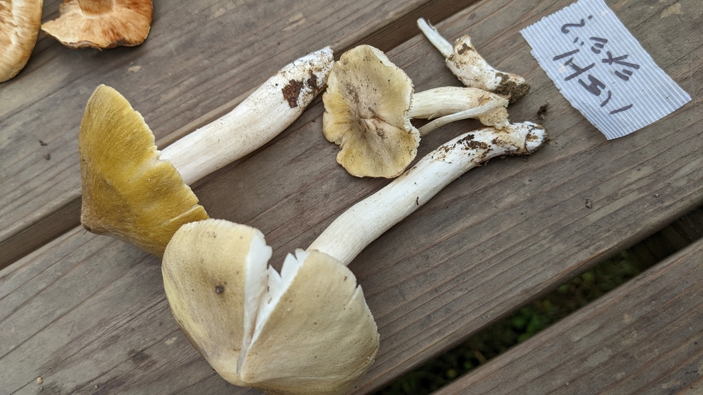 Tricholoma muscarium