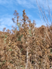 Artemisia californica