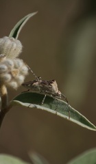Hypselonotus punctiventris