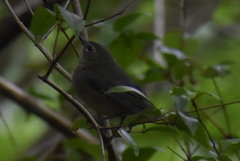 Setophaga caerulescens