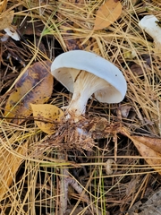 Clitocybe