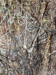 Artemisia californica
