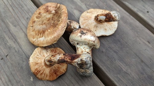 Tricholoma Bakamatsutake · INaturalist