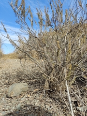 Artemisia californica