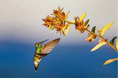 Colibri serrirostris