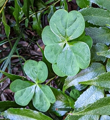 Oxalis debilis
