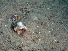 Pleuronichthys ritteri