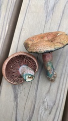 Lactarius hatsudake