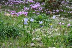 Campanula pyramidalis