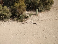 Pseudonaja inframacula