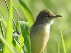 Acrocephalus australis