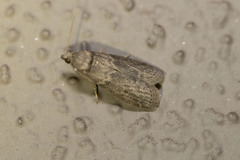 Ectomyelois ceratoniae