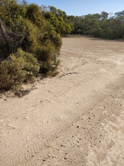 Pseudonaja inframacula