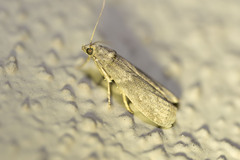 Ectomyelois ceratoniae