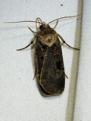 Pseudohermonassa tenuicula