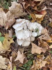 Leucocybe