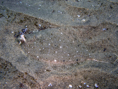 Pleuronichthys ritteri