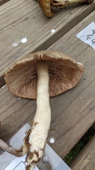 Entoloma