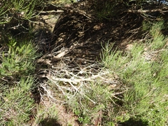 Allocasuarina humilis