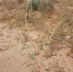 Sphaeralcea fendleri