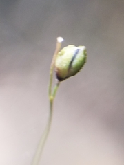 Kellochloa verrucosa