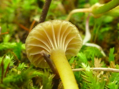 Camarophyllopsis