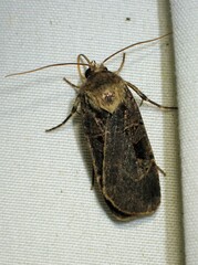 Pseudohermonassa tenuicula