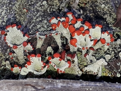 Cladonia pleurota