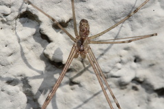 Pholcidae