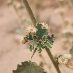 Sphaeralcea fendleri