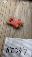 Trichoderma cornu-damae