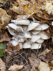 Leucocybe