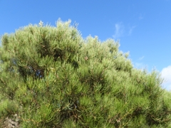 Allocasuarina humilis