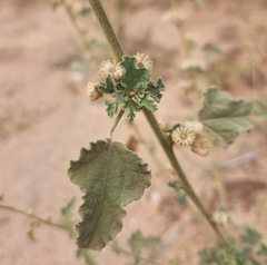 Sphaeralcea fendleri