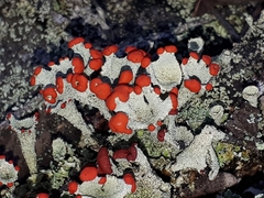 Cladonia pleurota