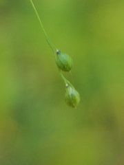 Kellochloa verrucosa