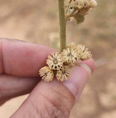 Sphaeralcea fendleri