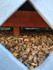 Sylvilagus floridanus