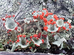 Cladonia pleurota