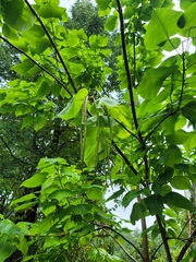 Catalpa