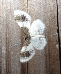 Hydrelia condensata