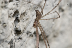 Pholcidae
