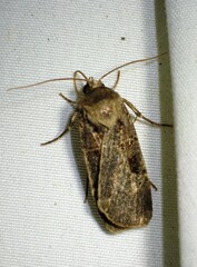 Pseudohermonassa tenuicula