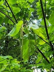 Catalpa
