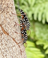 Placosternus erythropus